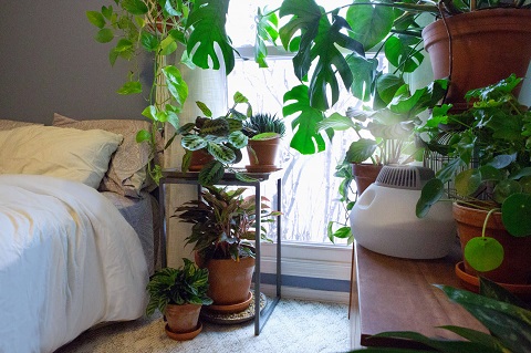 Humidity Management For Indoor Plants